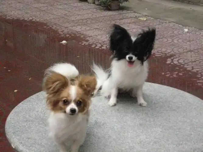 谁能帮我看看是不是蝴蝶犬!不是的话是什么类型的狗狗啊