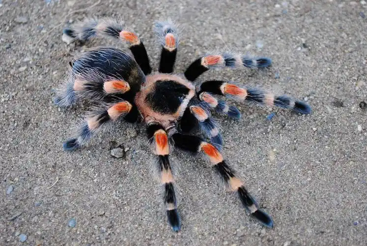 (theraphosidae捕鸟蛛科) brachypelma属 b属蜘蛛学名以及图片