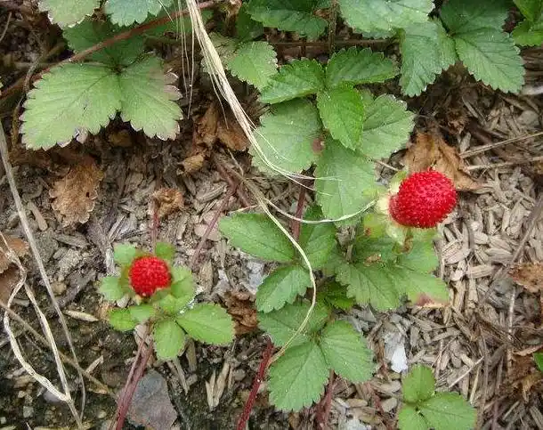 一种"蛇泡草",秋季结"小红果",长路边无人摘,你敢吃吗?