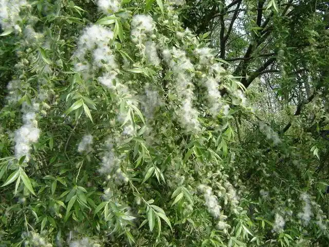 306.杨花古诗(七绝)