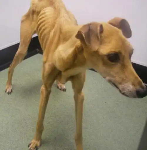 狗狗遭主人虐待瘦的只剩皮包骨,仅靠睡觉减轻痛苦