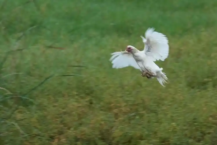 蓬仙农场的飞鸡!