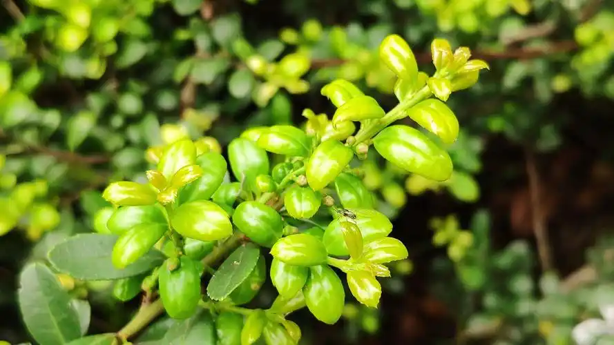 龟甲冬青(ilex crenata cv.convexa makino)