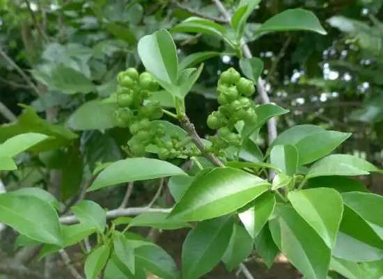 土沉香图片土沉香的功效与作用毒性