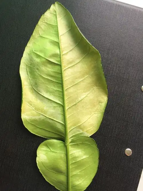 种的柚子树春梢叶片发黄卷曲是什么原因?