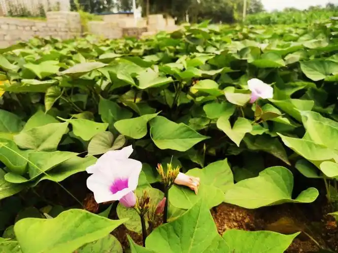 葫芦岛兴城:罕见的地瓜开花现象