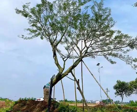 施肥的目的是让土壤中的养分适合朴树快速生长,一是要