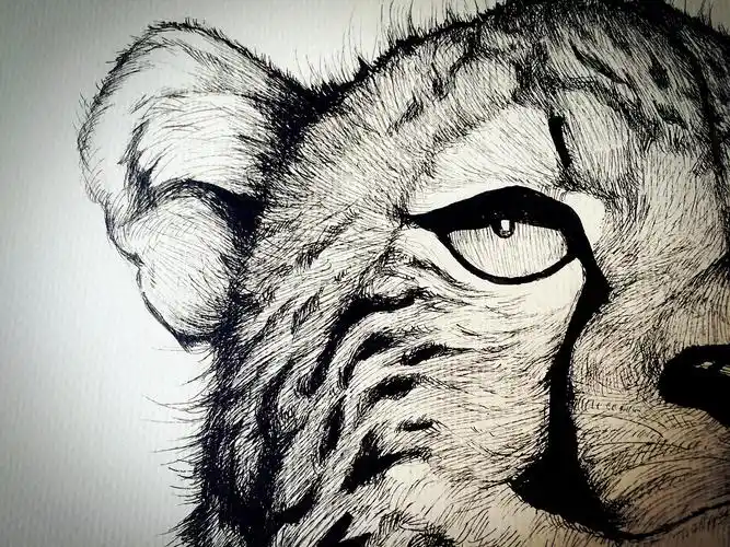 猎豹|插画|创作习作|我是钱羊羊 - 原创作品 - 站酷 (zcool)