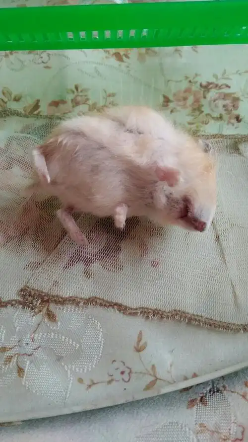 感觉这只仓鼠死了