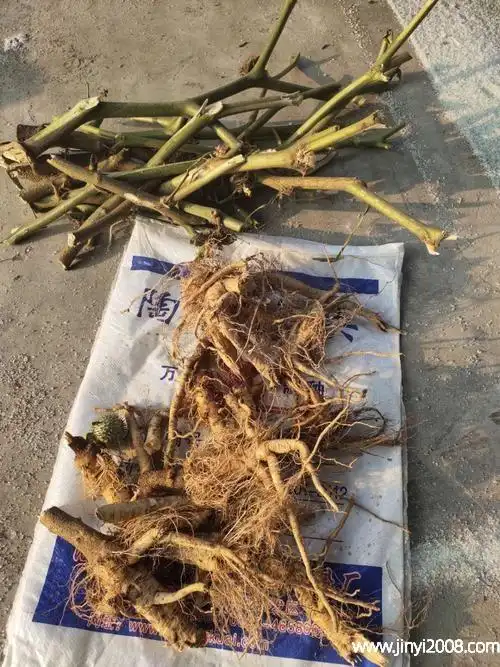 苍子树根的功效与作用