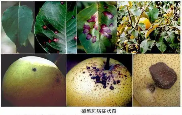 梨黑斑病的发生与防治