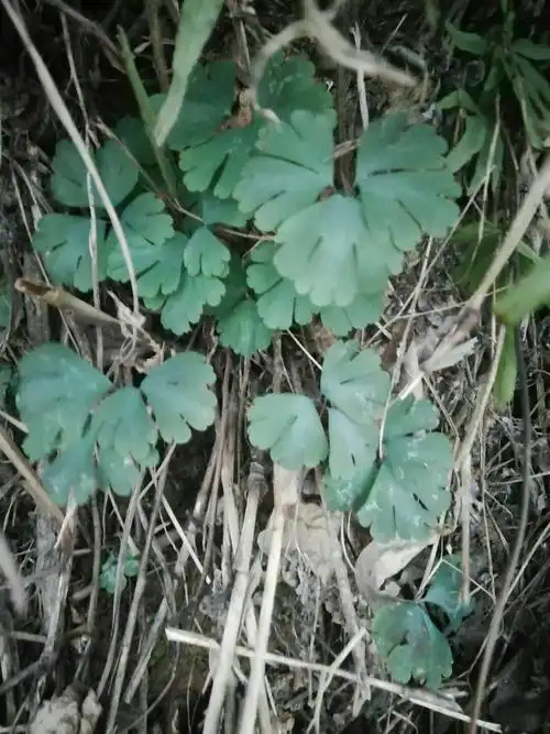 卷柏别名还魂草,泽漆又称五朵云.