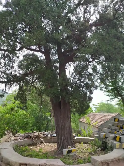 这棵柏树有年头了,不知高寿几何?