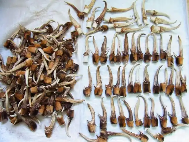 麂子角天然原生态角类饰品吊坠原料