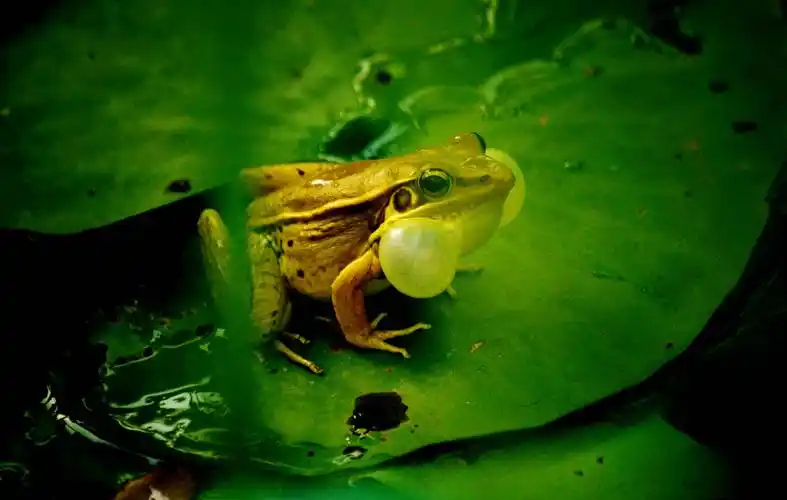 雄性黑斑蛙在高声鸣叫