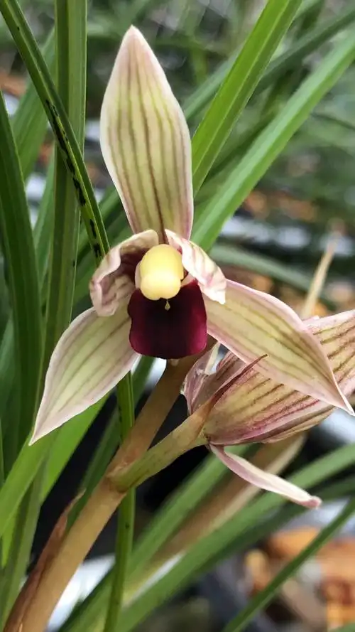 兰花#莲瓣兰丽江红