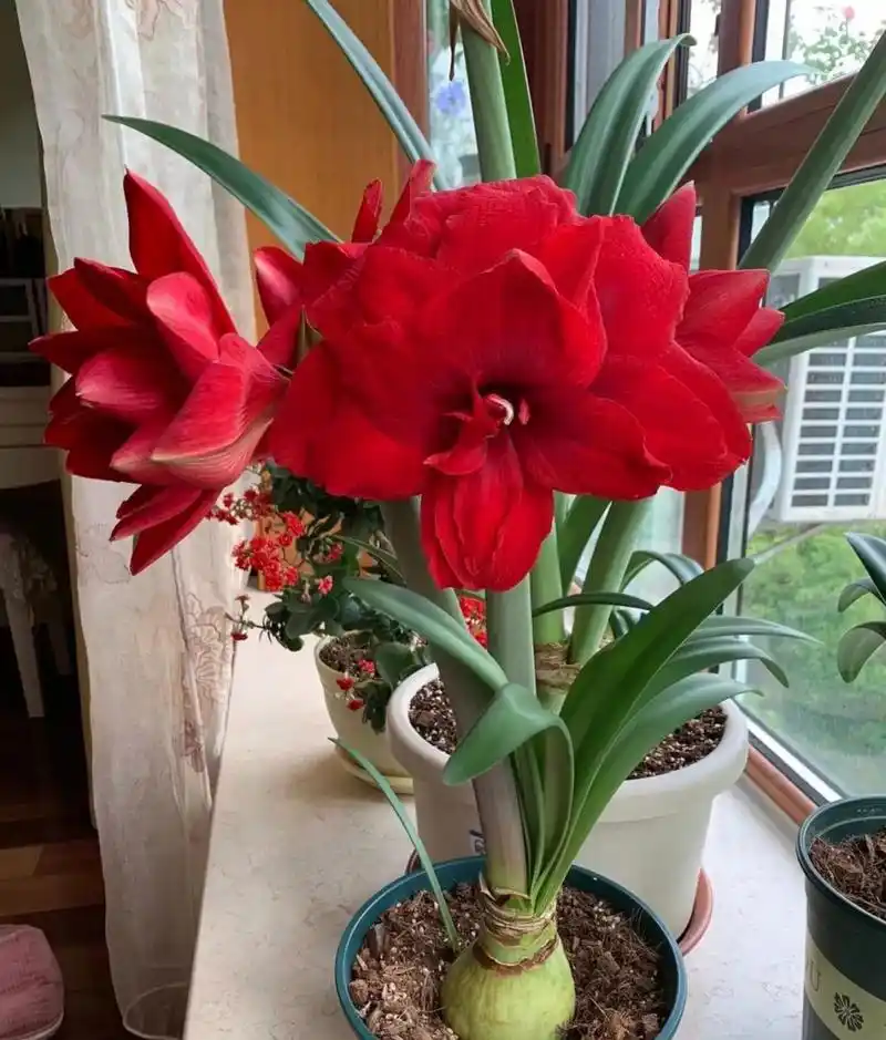 美花分享:爆款荷兰朱顶红,樱桃妮芙