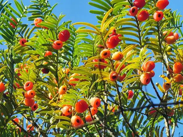 永嘉昆阳东村有20多万株红豆杉目前正值红豆果成熟期有意者可合作开发
