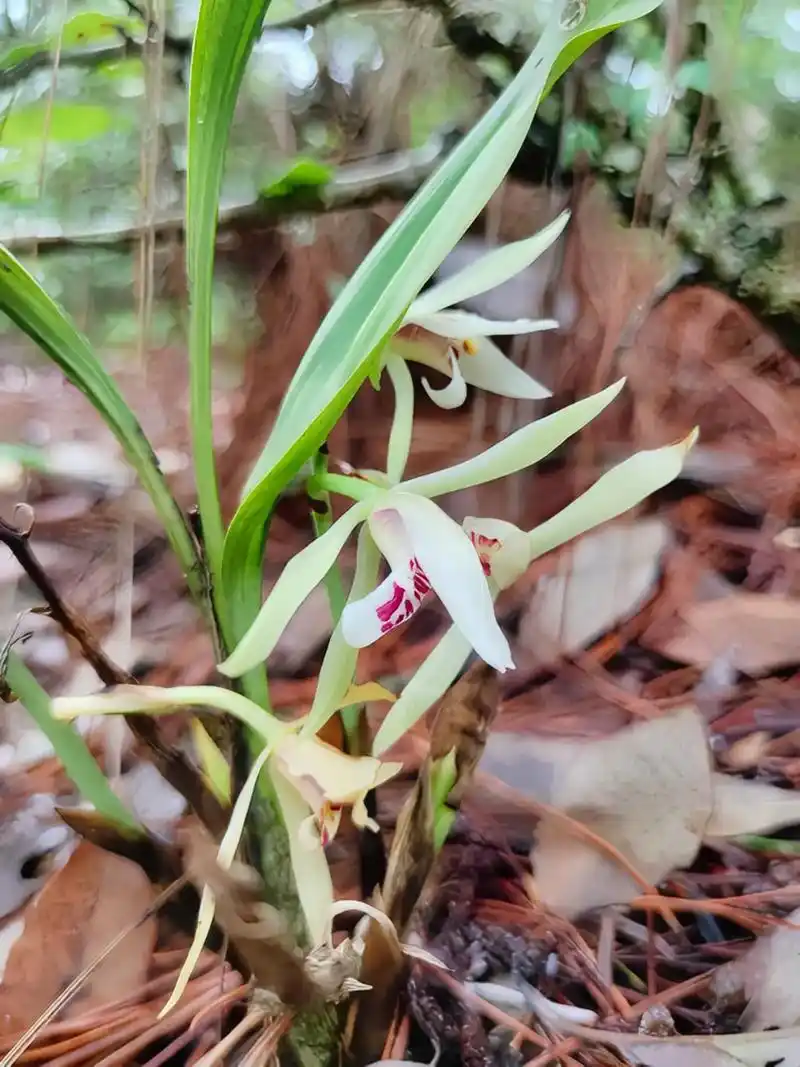 兔耳兰.今日去山上捡菌子,虽然菌子没捡到,但是拍到了这棵兰花 - 抖音