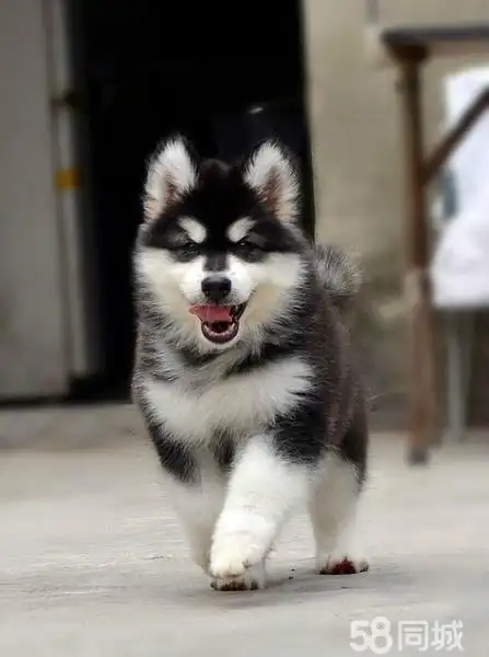 出售巨型阿拉斯加犬 红色 黑色纯种健康阿拉斯加雪橇