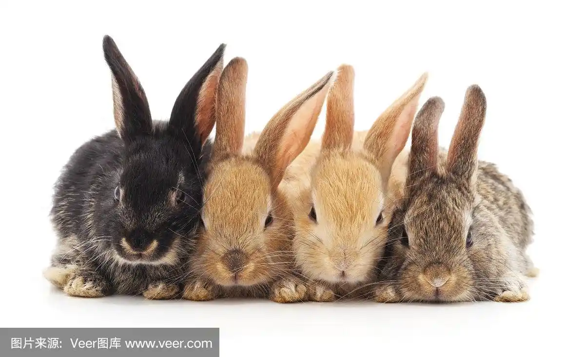 四个小兔子.