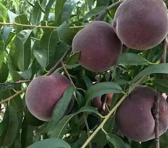 有院子就种棵"黑桃皇后",挂果时很漂亮,味道甜蜜多汁,易打理