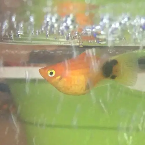 我这条米奇鱼是怀孕了还是腹水啊?