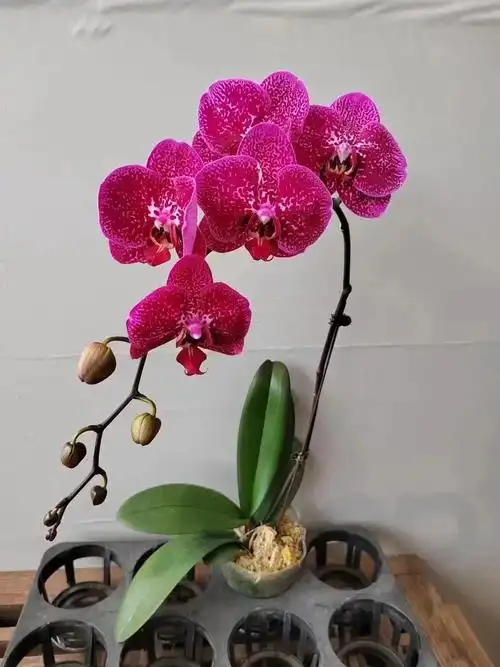 3.5寸特级夜光兰26一盆20装