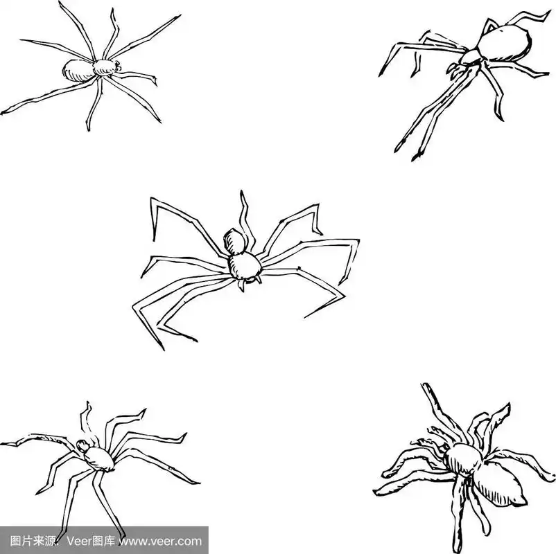蜘蛛手绘素描铅笔画