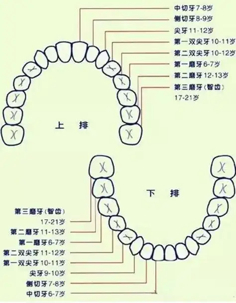 牙齿分布图解及名称,牙齿排列名称