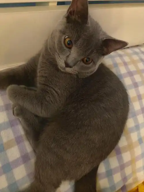 蓝猫5个月20天39kg是不是胖了