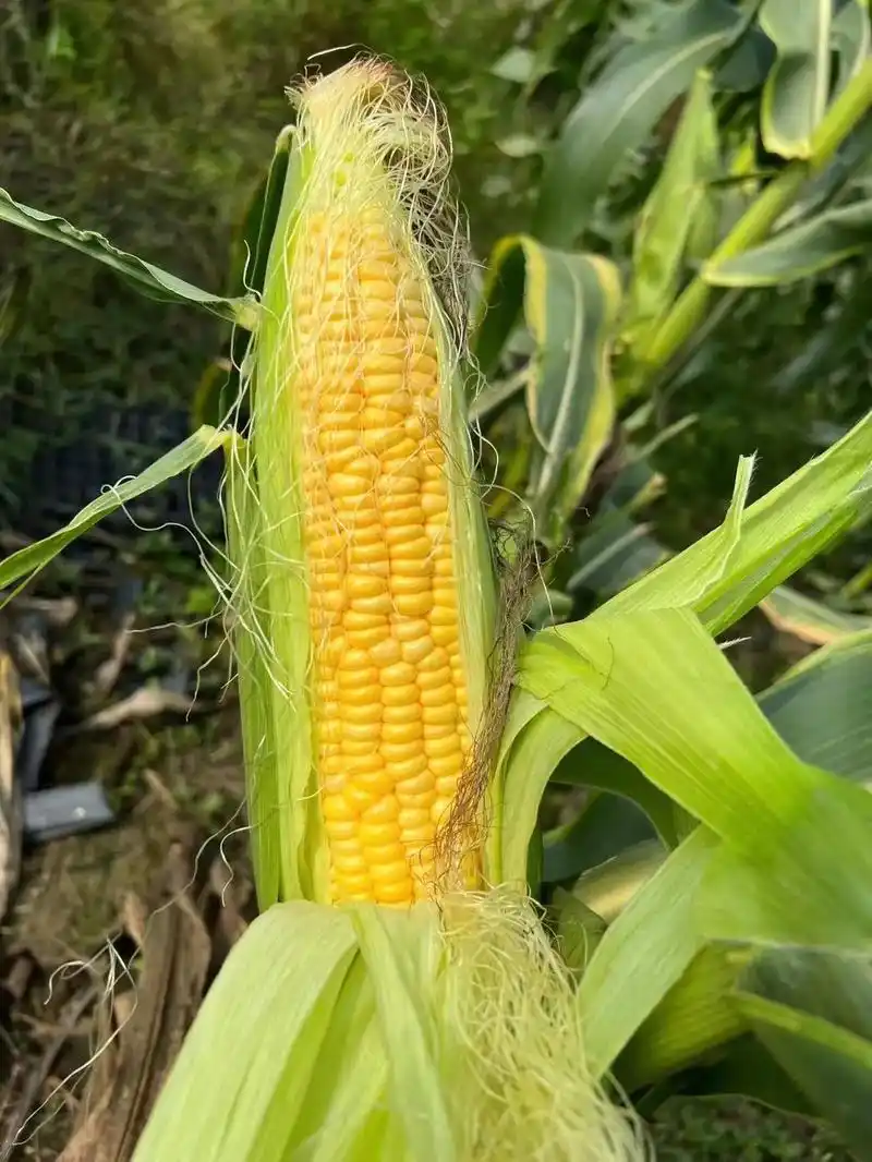 新品种玉米【太阳花】太阳花"水果甜玉米"近年培育 - 抖音
