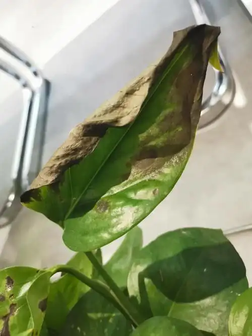 请问各位专家这个绿萝是什么病害刚装修的办公室放的