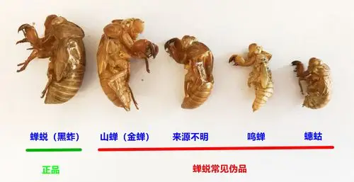 7种蝉蜕包括真伪优劣实拍图欣赏