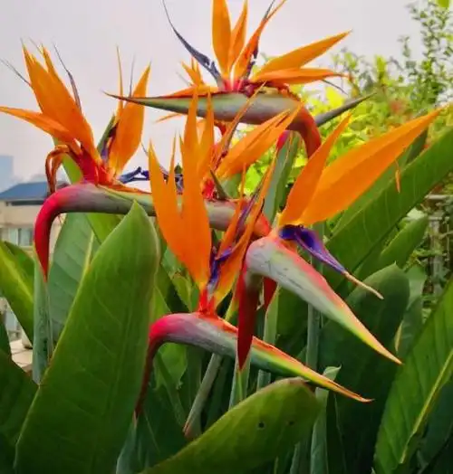 天堂鸟花可以放客厅吗