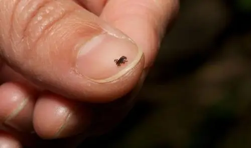 蜱虫(图片来自:www.diariosp.com.br)