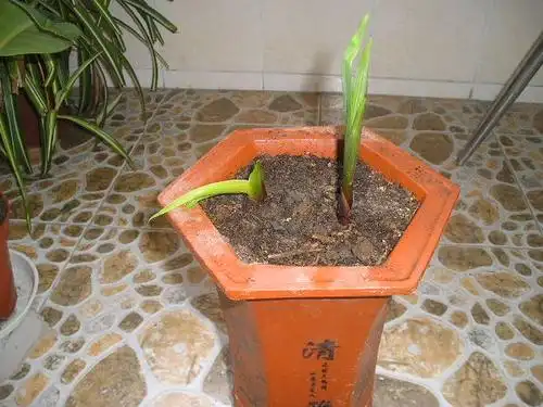 兰花发芽为什么弯曲