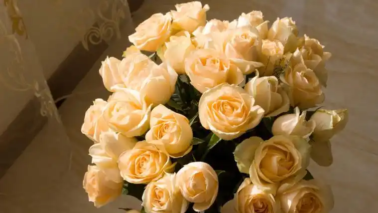 1,优雅与沉着香槟玫瑰的花色很特别,看上去有着甜蜜的感觉,它在纯白色