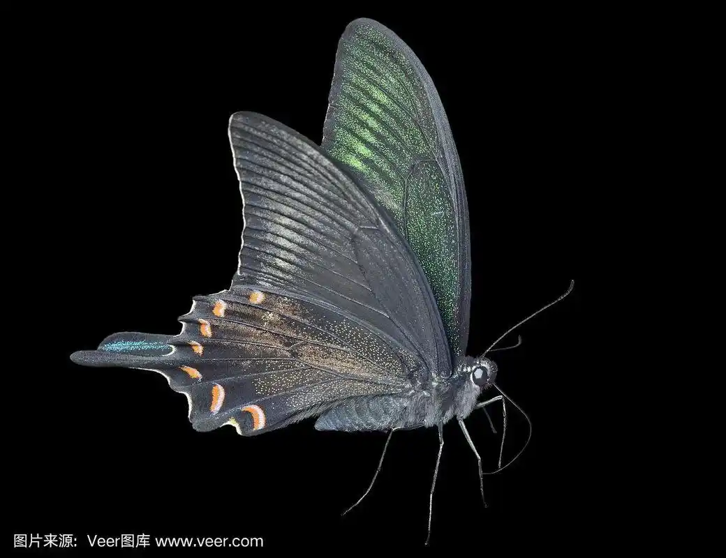 蝴蝶,水平画幅,侧面像,动物身体部位,野外动物