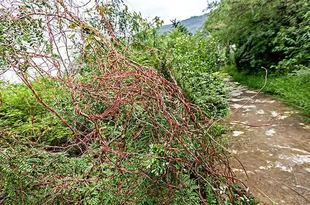 农村一种害草叫"金丝藤",破坏能力强大,成为了农民的天然补药