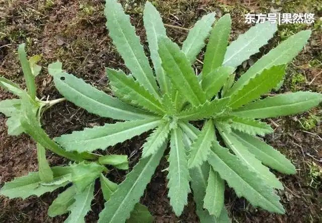 山东省青岛市平度市东阁街道古营崖村-村网通