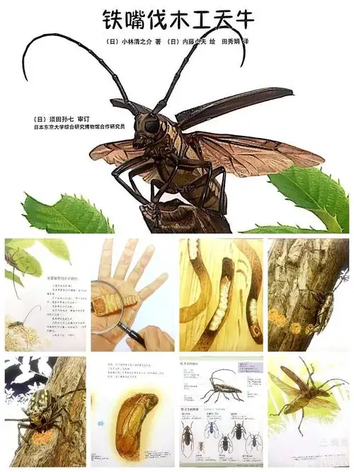 夏天来过一只云斑天牛