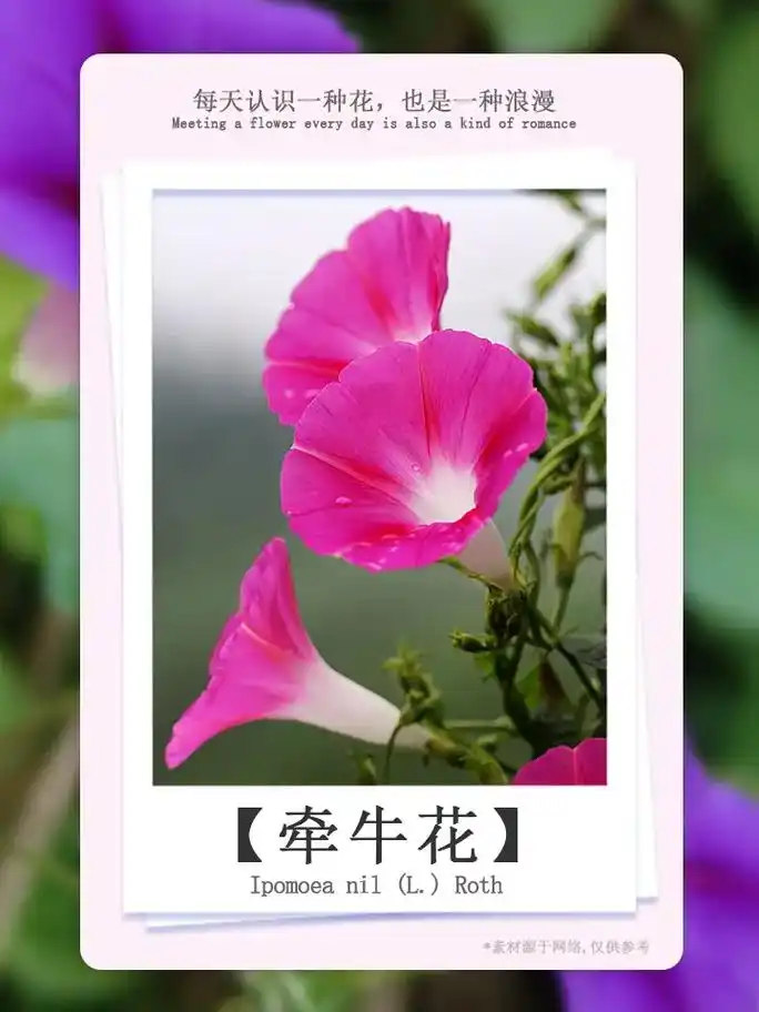 牵牛花:朴素却美丽的"小喇叭"花语:名誉,爱情永固,顽强等. - 抖音