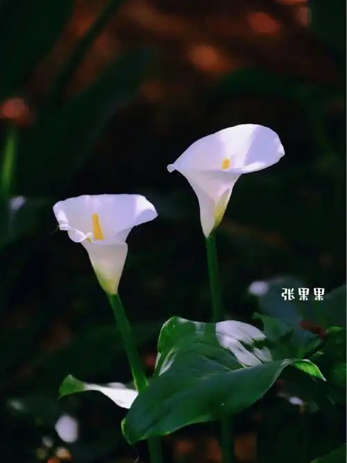 天南星科,马蹄莲属多年生粗壮草本.