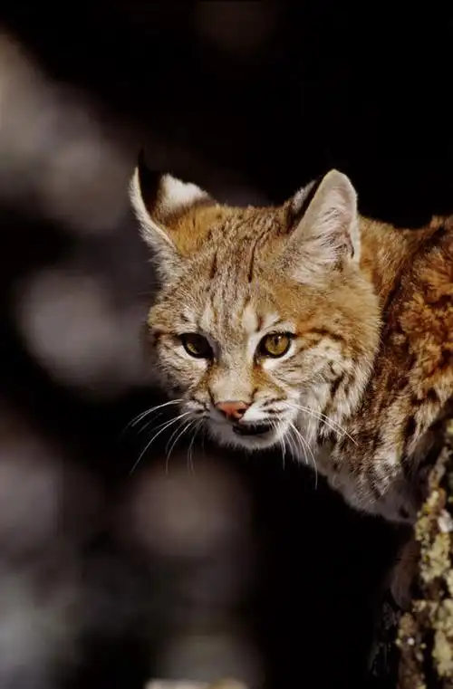自然,动物,观察,看,站着,转头,景色,观看,察看,关注,自然风光,山猫