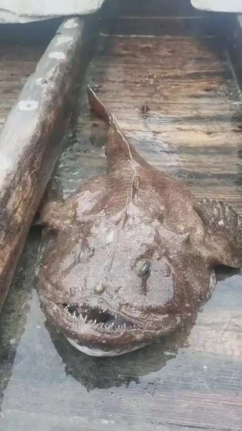 安康鱼最有意思的就是头部那个在海里会发光的灯泡