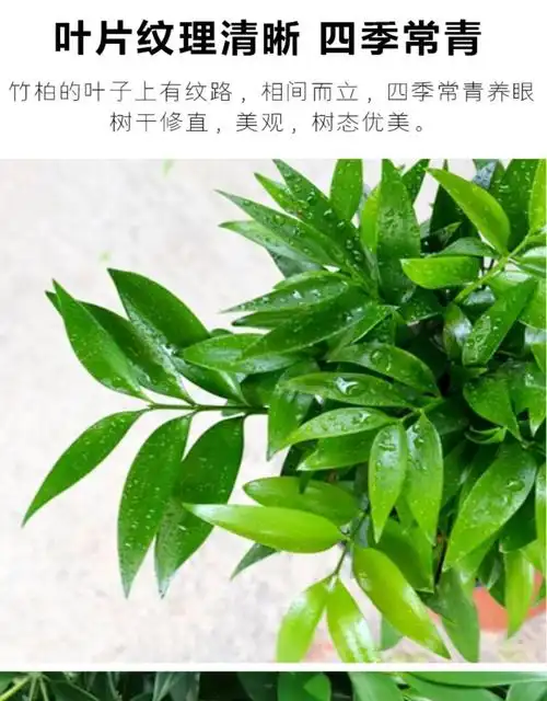 竹柏盆栽办公室内驱蚊植物玻璃水培平安竹四季常青好养小绿植 灰色
