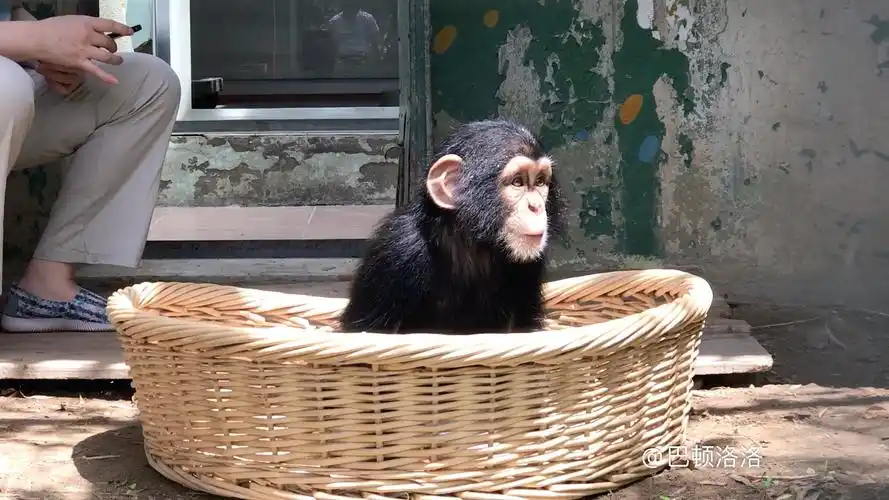 十一个月的黑猩猩庆庆.摄于北京动物园.