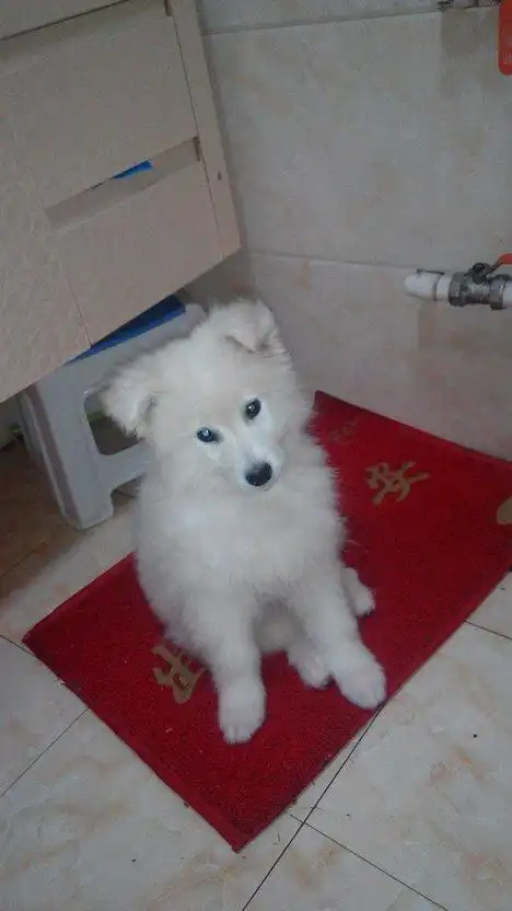 这是个萨摩耶串串吧.是不是被骗了.