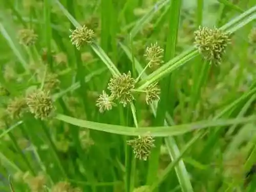 这个东西在农村被当野草没想到有这么多的功效